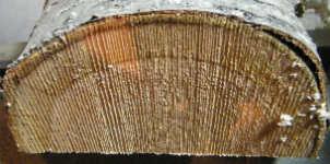 madera de cerezo tronco