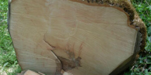 madera de fresno tronco