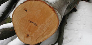 madera de haya tronco