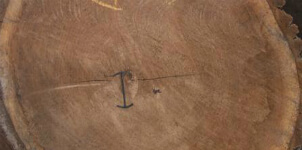 madera de nogal tronco