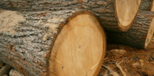 madera de roble tronco